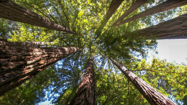 Best Tree Health Inspection  in Ladera Heights, CA