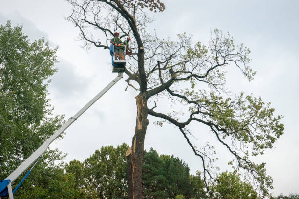 Best Tree Preservation Services  in Ladera Heights, CA