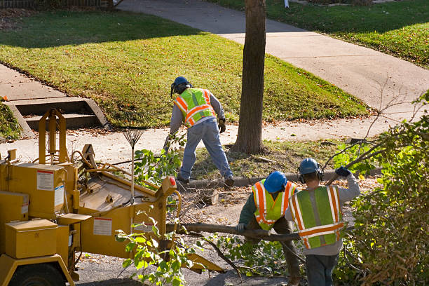 Best Landscape Design and Installation  in Ladera Heights, CA