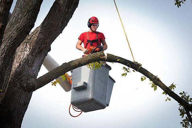 How Our Tree Care Process Works  in  Ladera Heights, CA